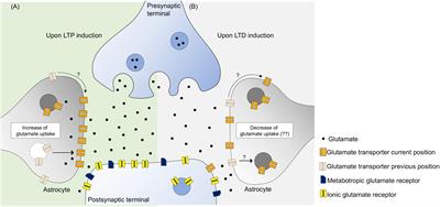 Glutamate Transporters in Hippocampal LTD/LTP: Not Just Prevention of Excitotoxicity